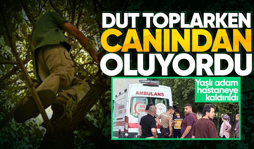 Dut toplarken ağaçtan düşüp yaralandı