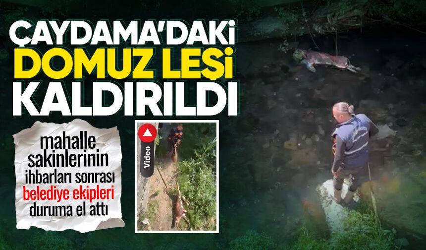 Kokaksu Deresi’ndeki domuz leşi ekipler tarafından kaldırıldı