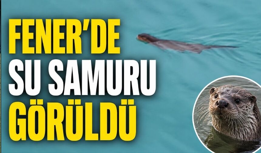 Fener’de denizde yüzen su samuru şaşkınlık yarattı