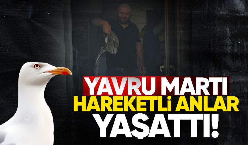 Teknik servise giren yavru martı hareketli anlar yaşattı