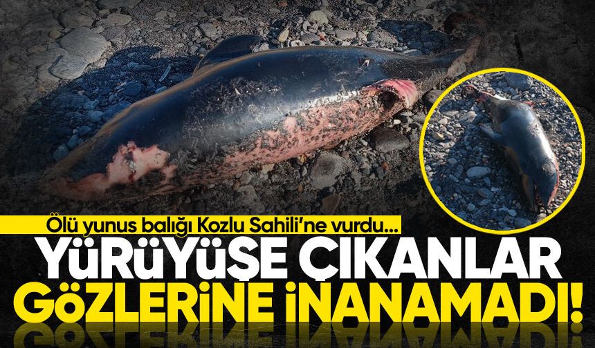 Yürüyüşe çıkanlar gözlerine inanamadı! Ölü yunus balığı sahile vurdu...
