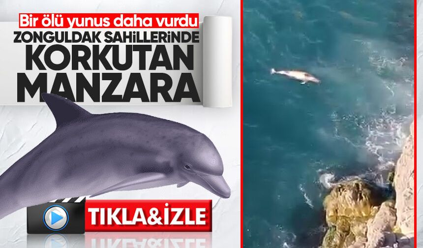 Zonguldak sahillerinde korkutan manzara: Bir ölü yunus daha vurdu!