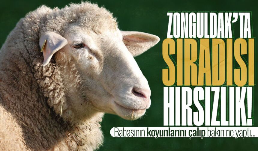 Zonguldak'ta sıradışı hırsızlık... Babasının koyunlarını çalıp sattı!