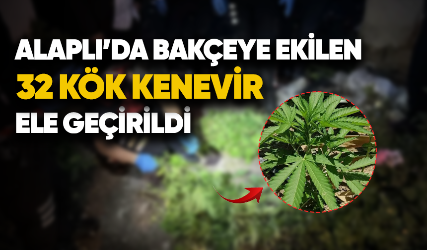 Alaplı'da bahçeye ekilen 32 kök kenevir ele geçirildi