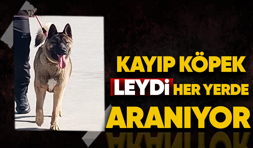 Kayıp köpek Leydi her yerde aranıyor