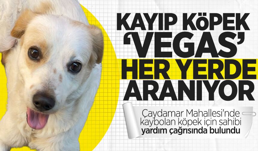 Kayıp köpek "Vegas" her yerde aranıyor