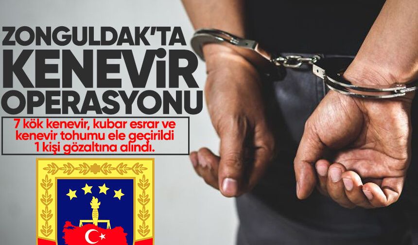 Zonguldak'ta kenevir yetiştiren şüpheli yakalandı