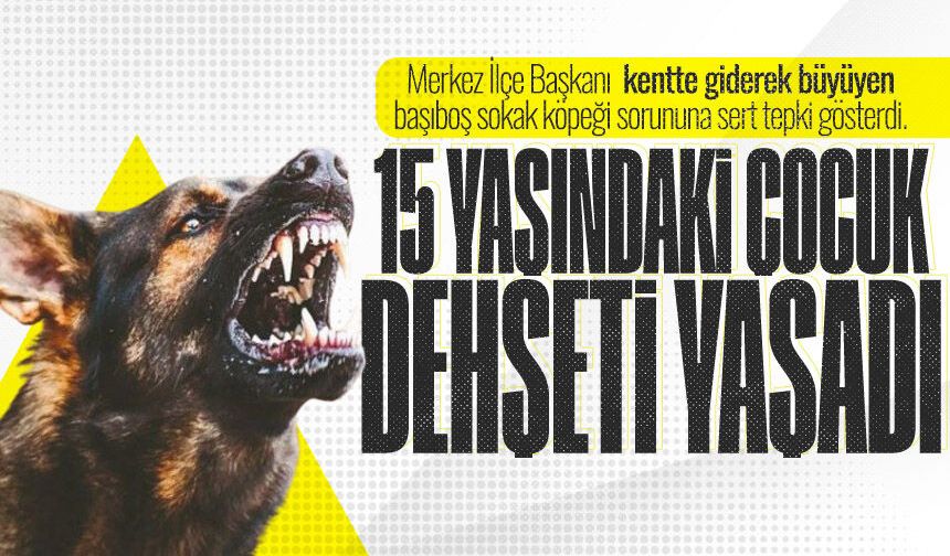 Zonguldak'ta köpek dehş*ti: 15 yaşındaki çocuk ölümden döndü
