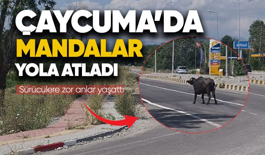 Çaycuma'da mandalar yola atladı: Sürücülere zor anlar yaşattı