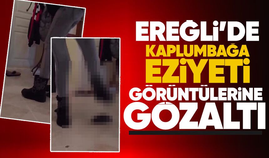 Ereğli'de kaplumbağa ez*yeti görüntülerine gözaltı