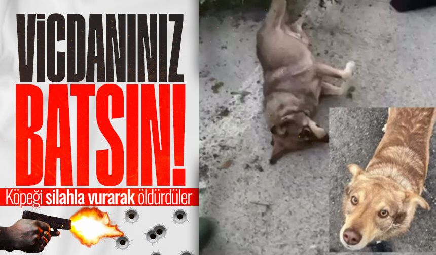 Ereğli’de "Leo" isimli köpek silahla vurularak öldürüldü iddiası
