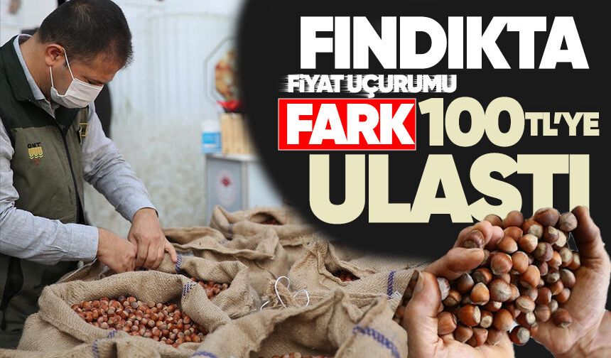 Fındıkta fiyat uçurumu: Fark 100 TL'ye ulaştı