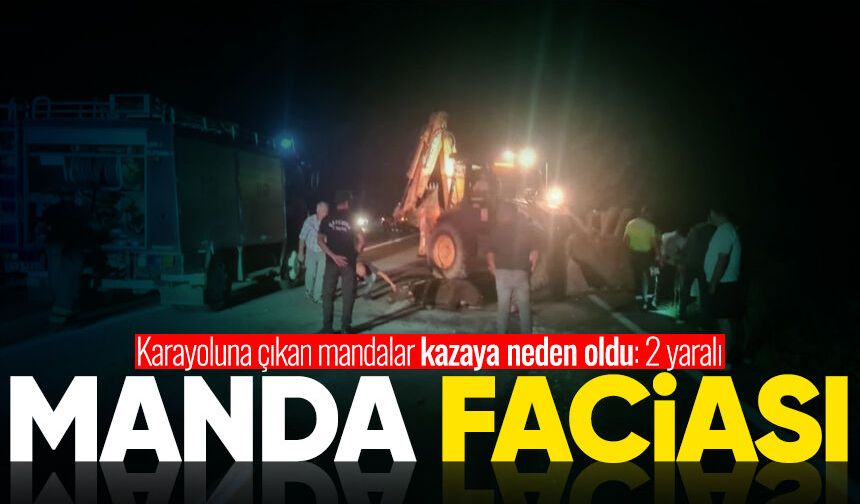 Karayoluna çıkan mandalar kazaya neden oldu: 2 yaralı