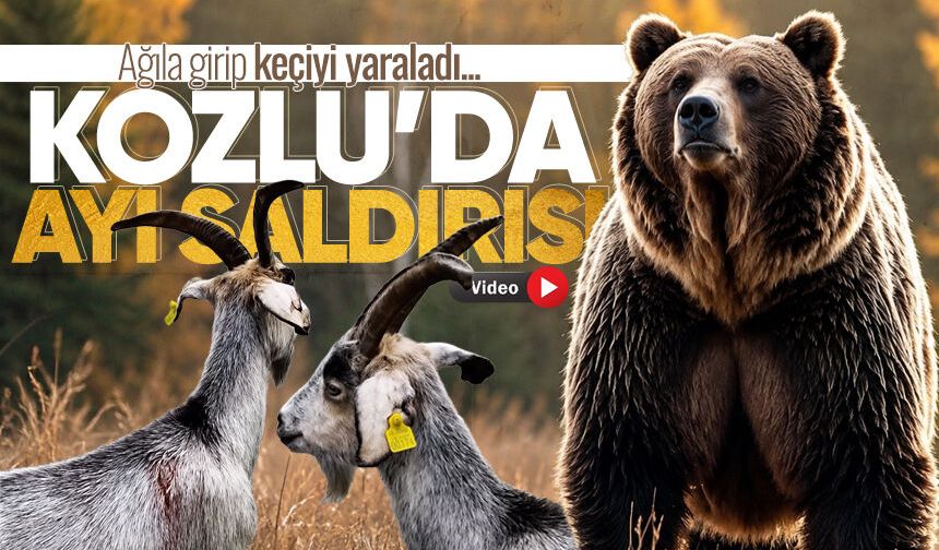 Kozlu'da ayı paniği! Ağıla giren ayı keçiye saldırdı