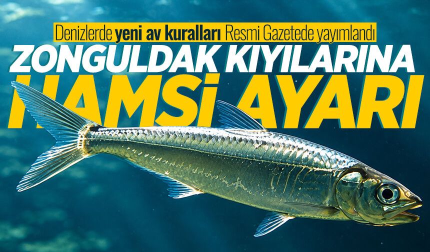 Zonguldak kıyılarına hamsi ayarı: Denizlerde yeni av kuralları Resmi Gazetede yayımlandı