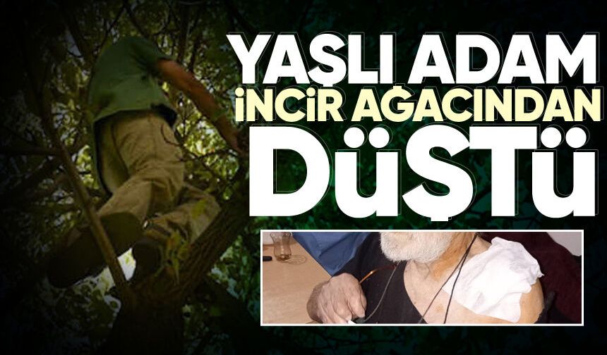 Zonguldak’ta incir ağacından düşen yaşlı adam yaralandı