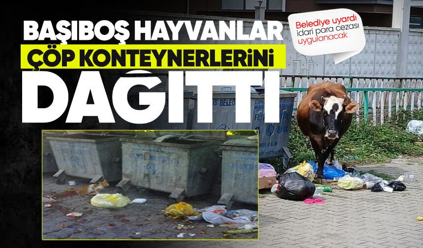 Filyos’ta başıboş büyükbaş hayvanlar çöp konteynerlerini dağıttı