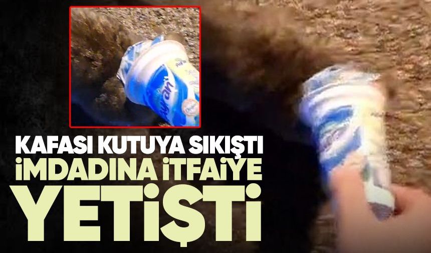 Kafasına plastik kutu sıkışan kedi, yardım için itfaiyeye gitti