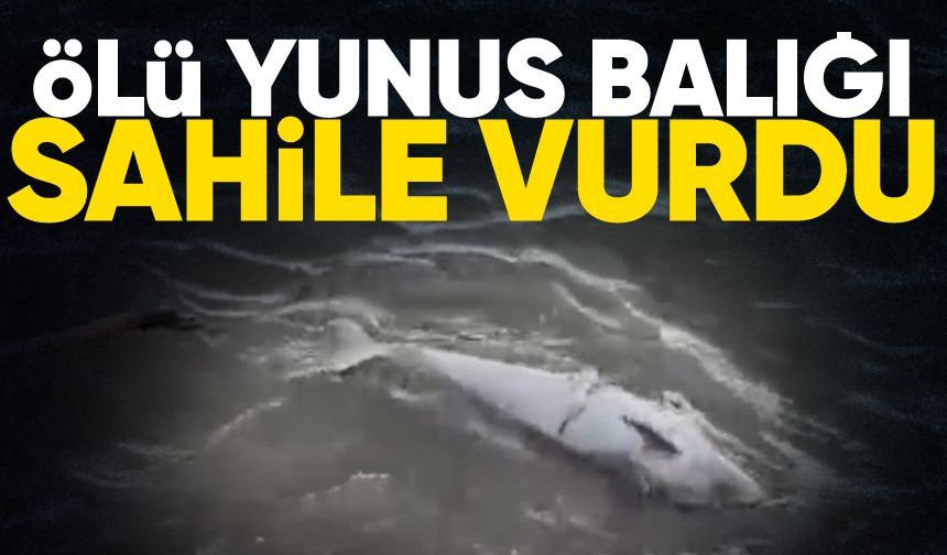 Zonguldak'ta fırtınanın ardından ölü yunus sahile vurdu