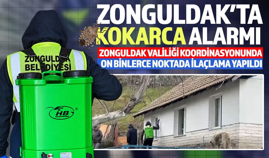 Zonguldak’ta kahverengi kokarcaya karşı mücadele sürüyor