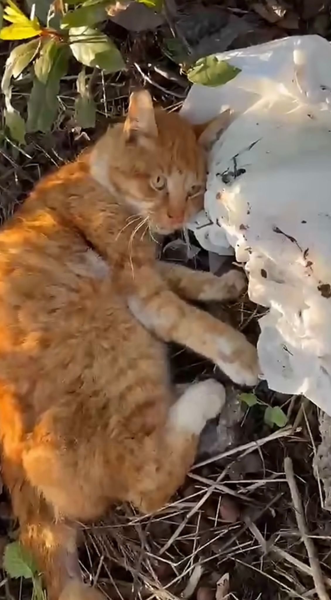 Whatsapp Image 2026 04 28 At 15.16.11