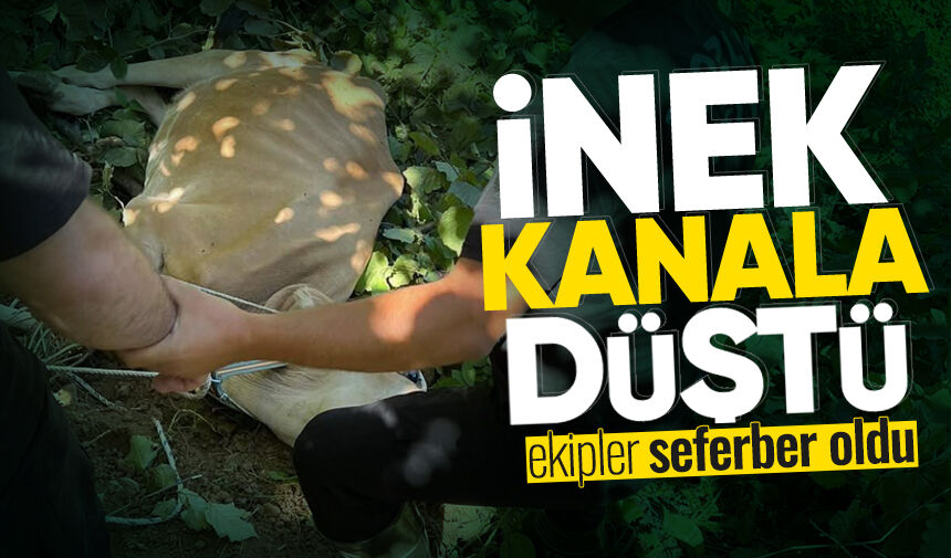 Kozlu’da kanala düşen inek ekipler tarafından kurtarıldı