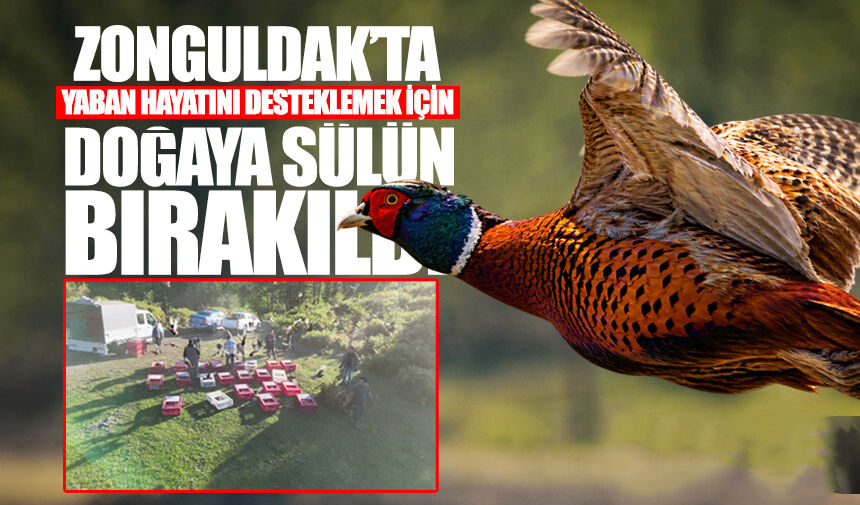 Zonguldak'ta yaban hayatını desteklemek için doğaya sülün bırakıldı