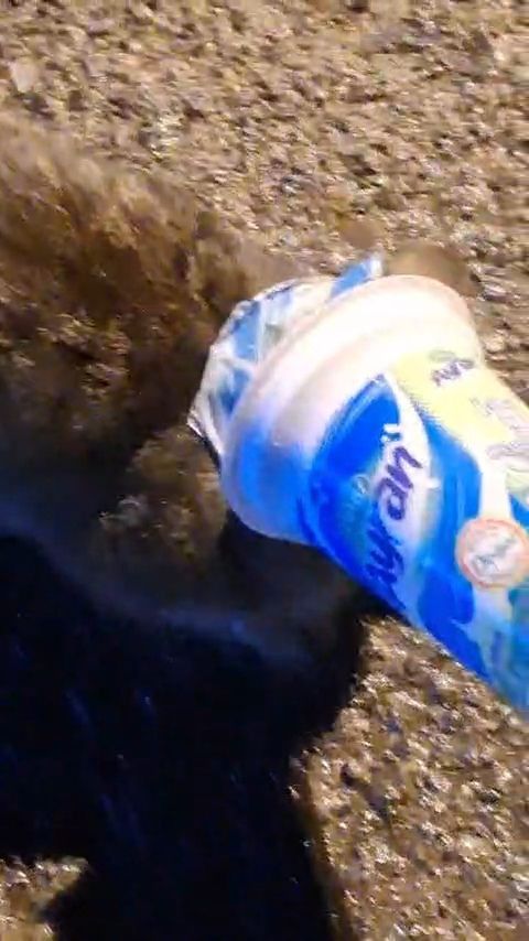 Kafasina Plastik Kutu Sikisan Kedi Yardim Icin Itfaiyeye Gitti 6474